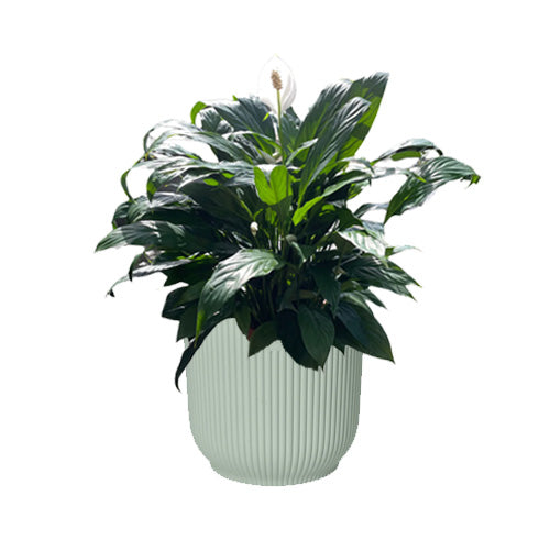 Peace Lily in Sorbet Green Vibes Fold