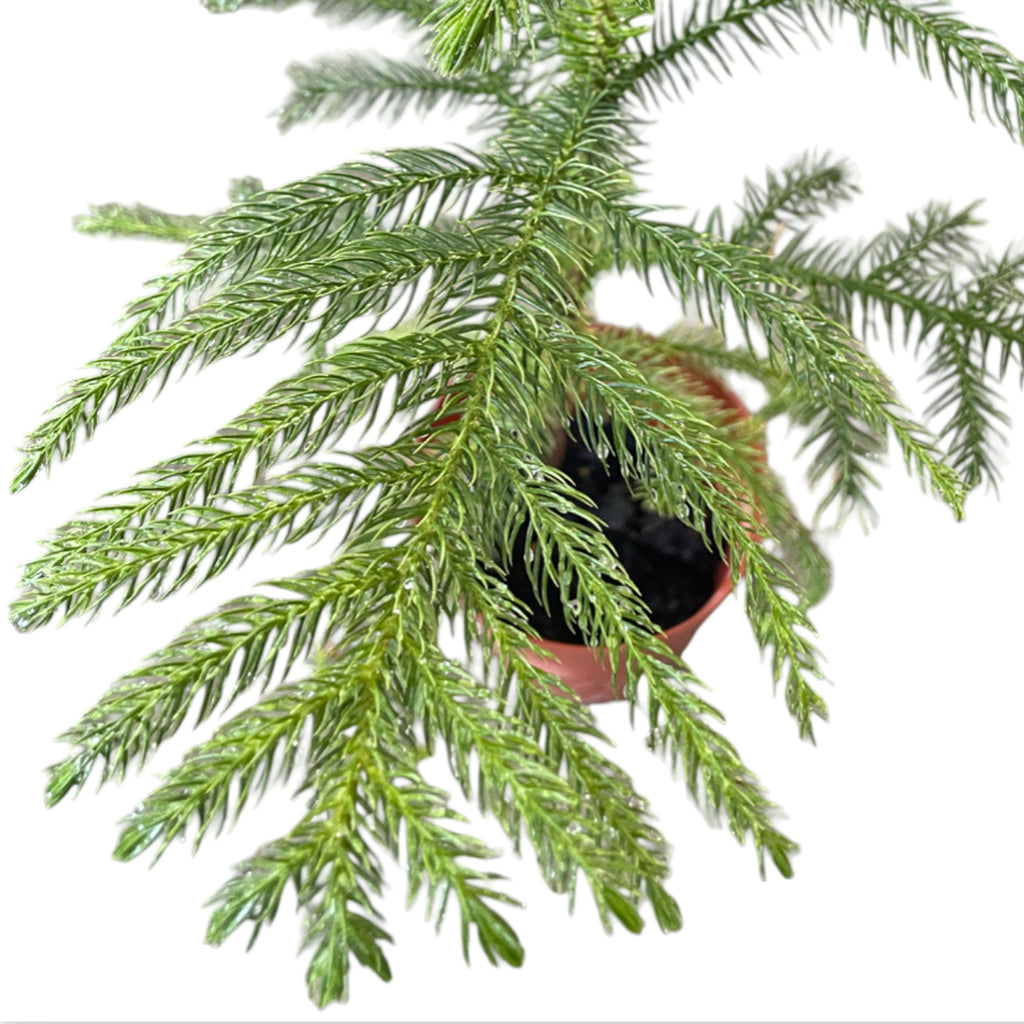 Norfolk Island Pine, Araucaria heterophylla (0.4m)