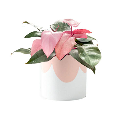 Philodendron Pink Princess in Kola Planter in Pink Top