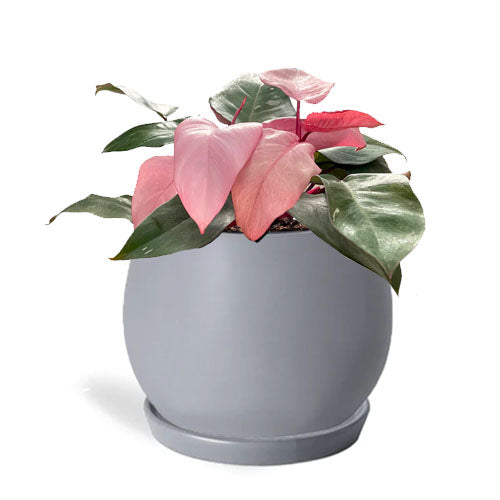 Philodendron Pink princess in Grey Matt Spherical Pot