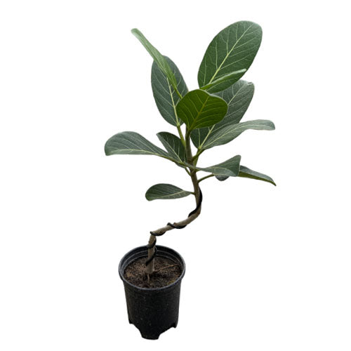 Ficus benghalensis, Ficus Audrey [日本富贵榕] (curved stem)(0.5m)