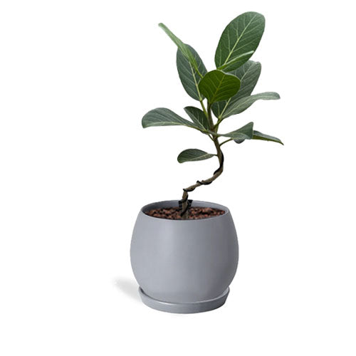 Ficus Audrey in Grey Spherical Pot