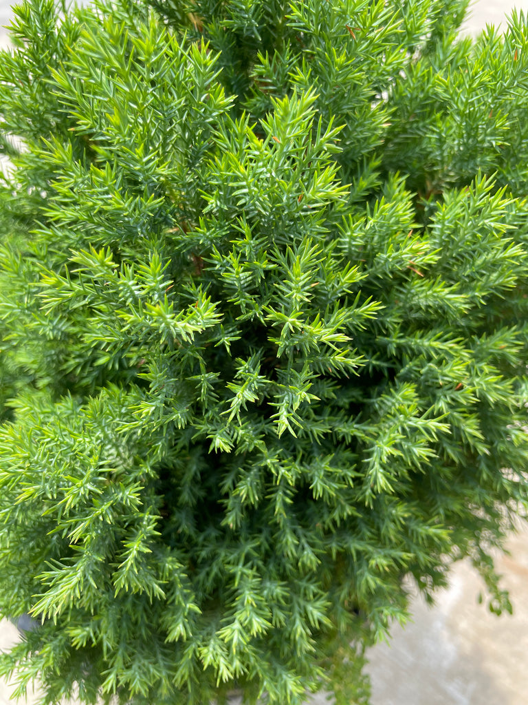 Juniperus Spp 雾水松 (0.40m)