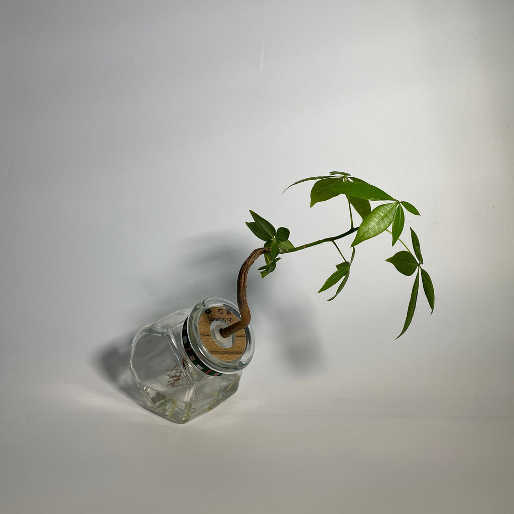 Hydroponic Bonsai in Looking Up