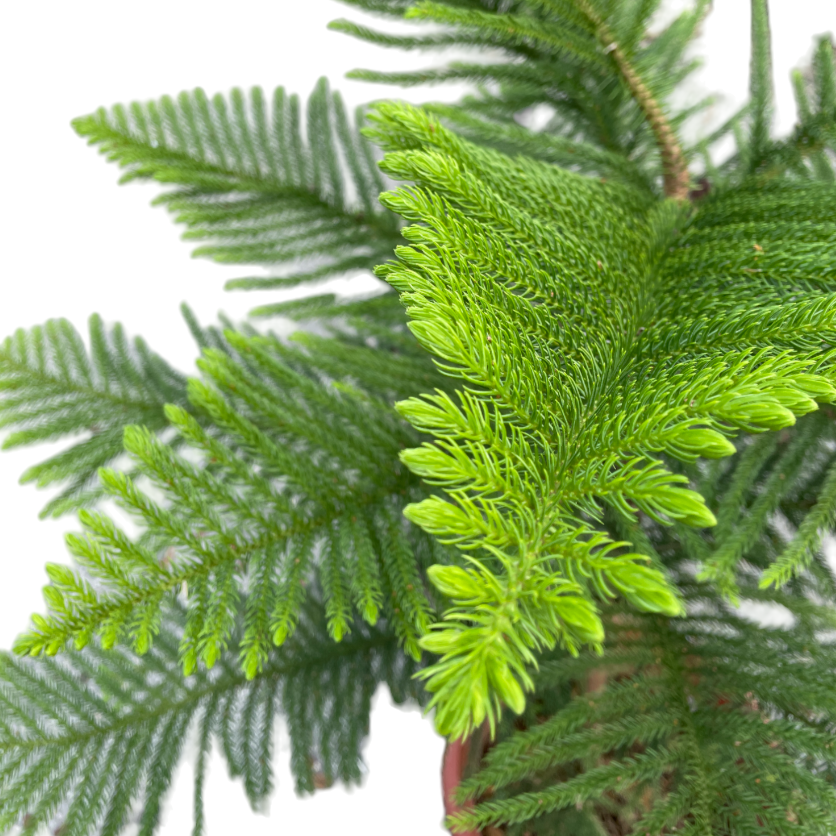 Norfolk Island Pine, Araucaria heterophylla (1.3m)