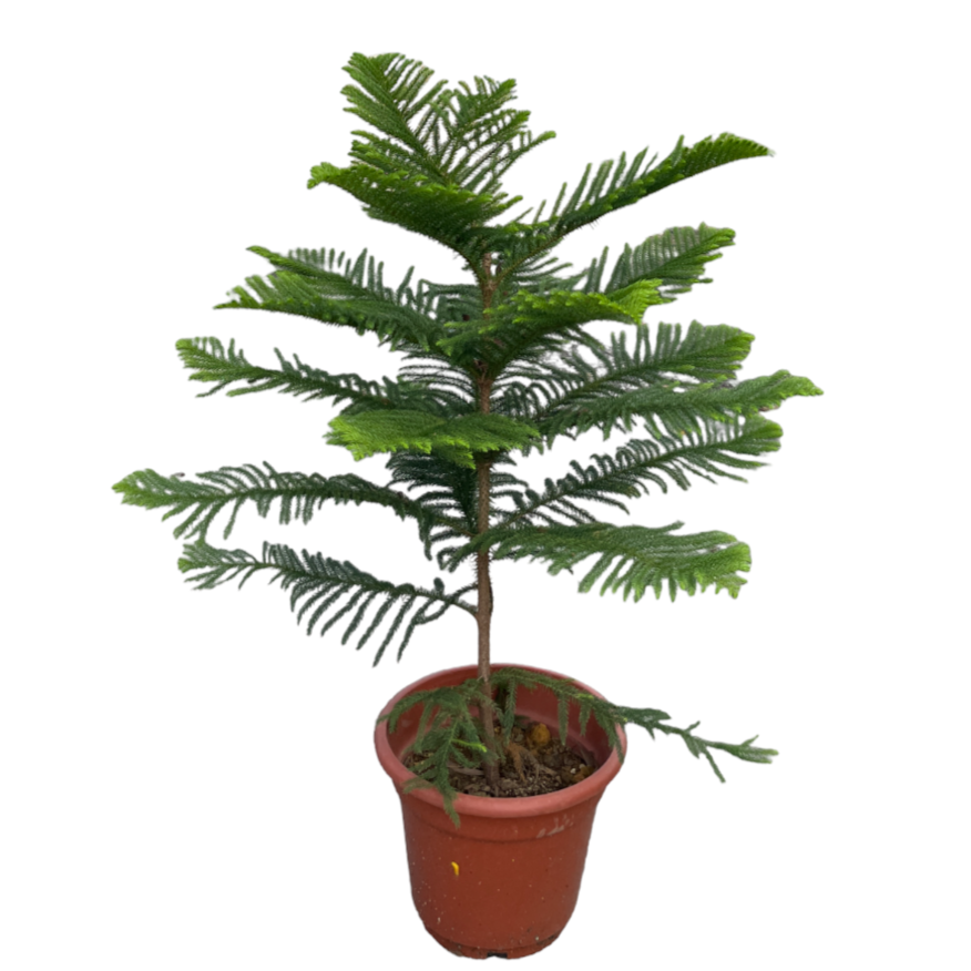 Norfolk Island Pine, Araucaria heterophylla (1.5m)