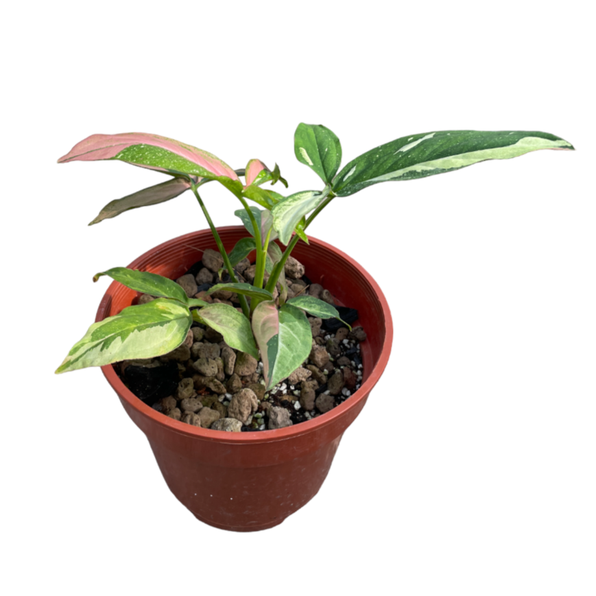 Syngonium pink variegated, red spot tricolour (0.2mh)