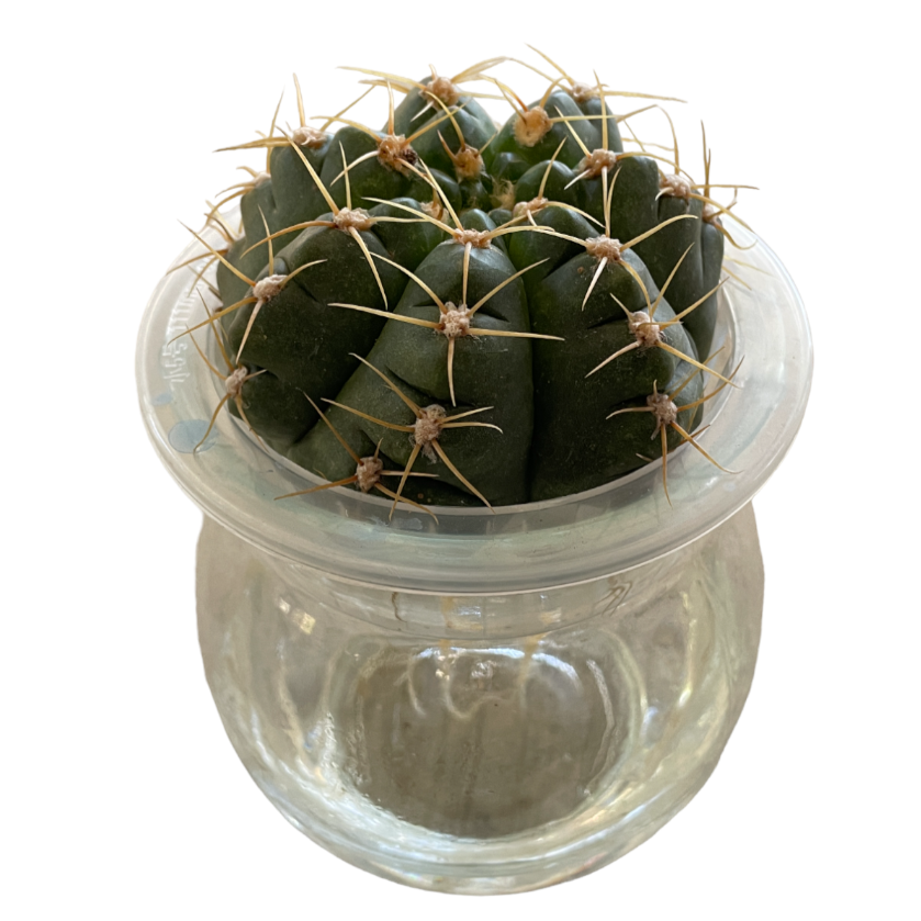 Hydroponic Cactus (0.2m)