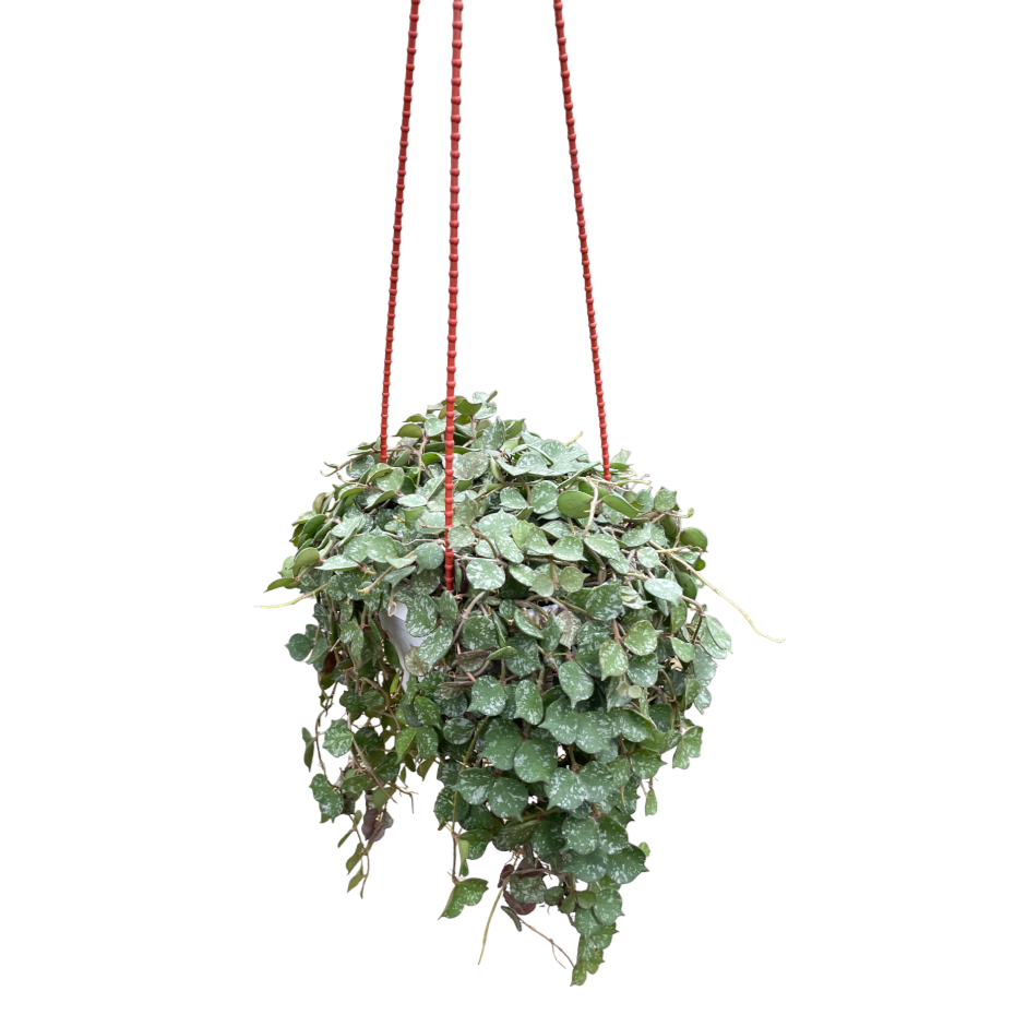 Hoya Curtisii (hanging) (0.3m)