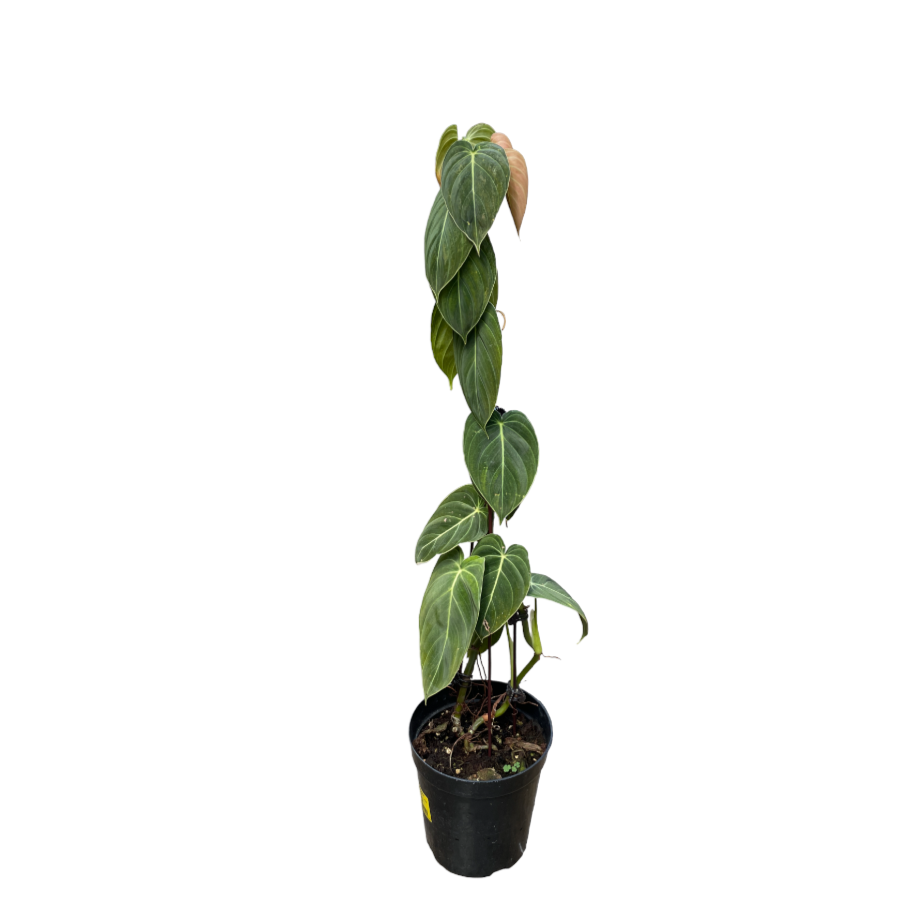 Philodendron Melanochrysum (0.65m)
