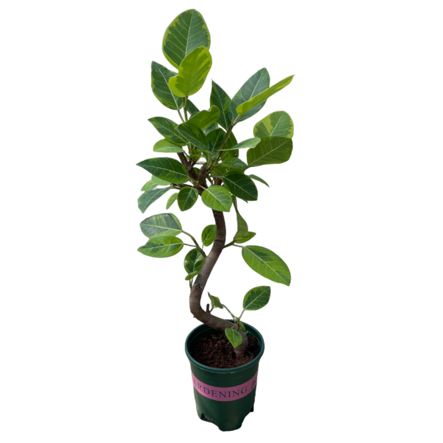 Ficus elastica ‘Lemon Lime’, Variegated Rubber Plant (0.6m)