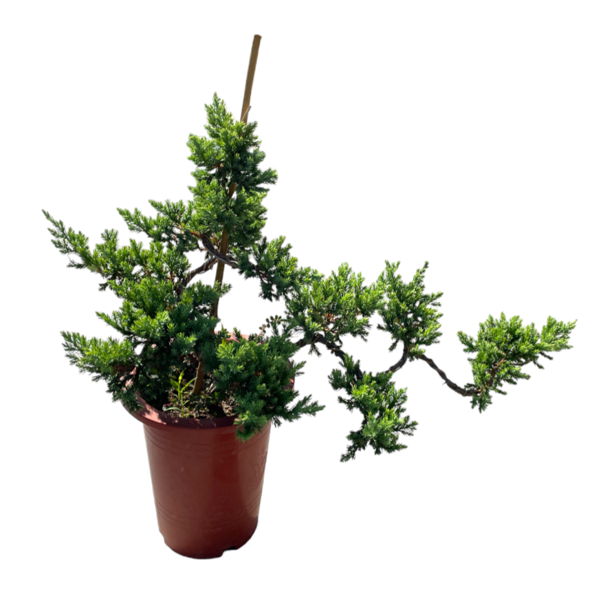 5 layer pine bonsai (0.6m)