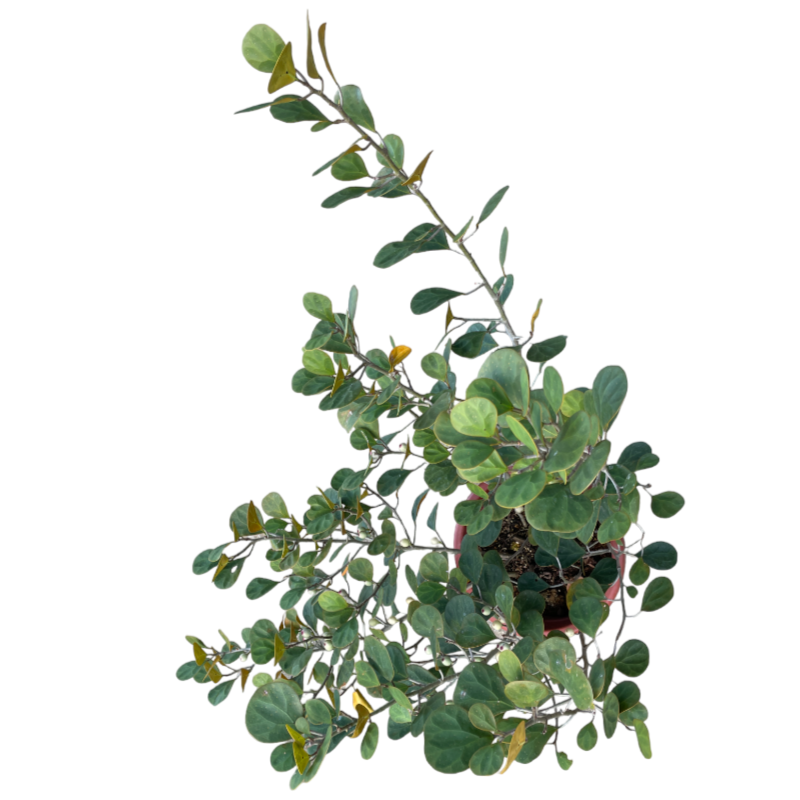 Ficus diversifolia, Mistletoe Ficus 小盼菩提 (0.9mH)