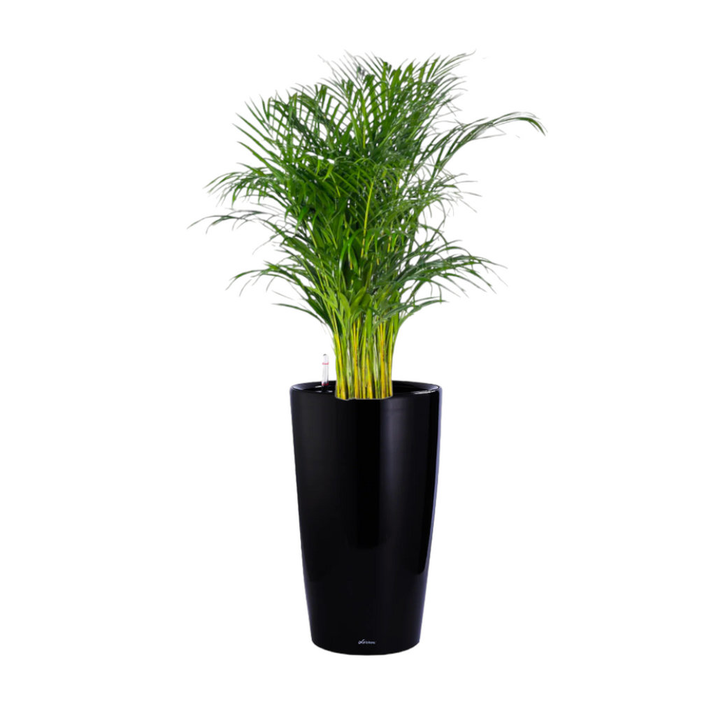 Yellow Palm in Black High Cylinder Series 39.5cm (1.8m)