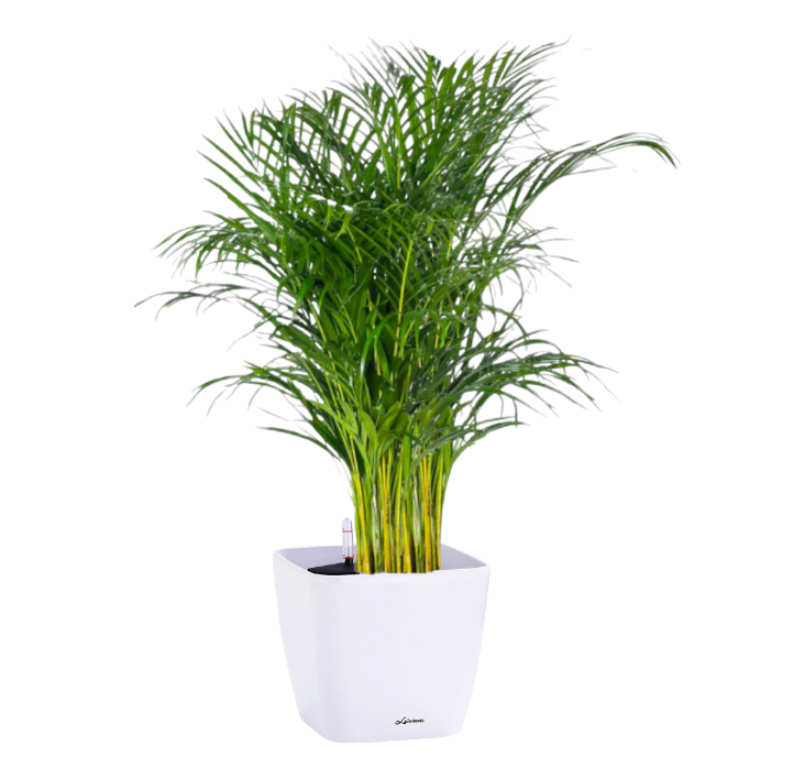 Yellow Palm in White Dumpy Square 45cm (1.8m)
