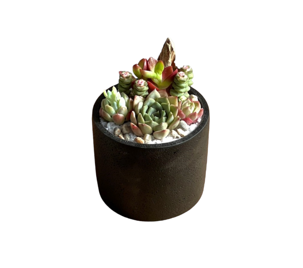 Arranged Succulent in Black Cement Pots