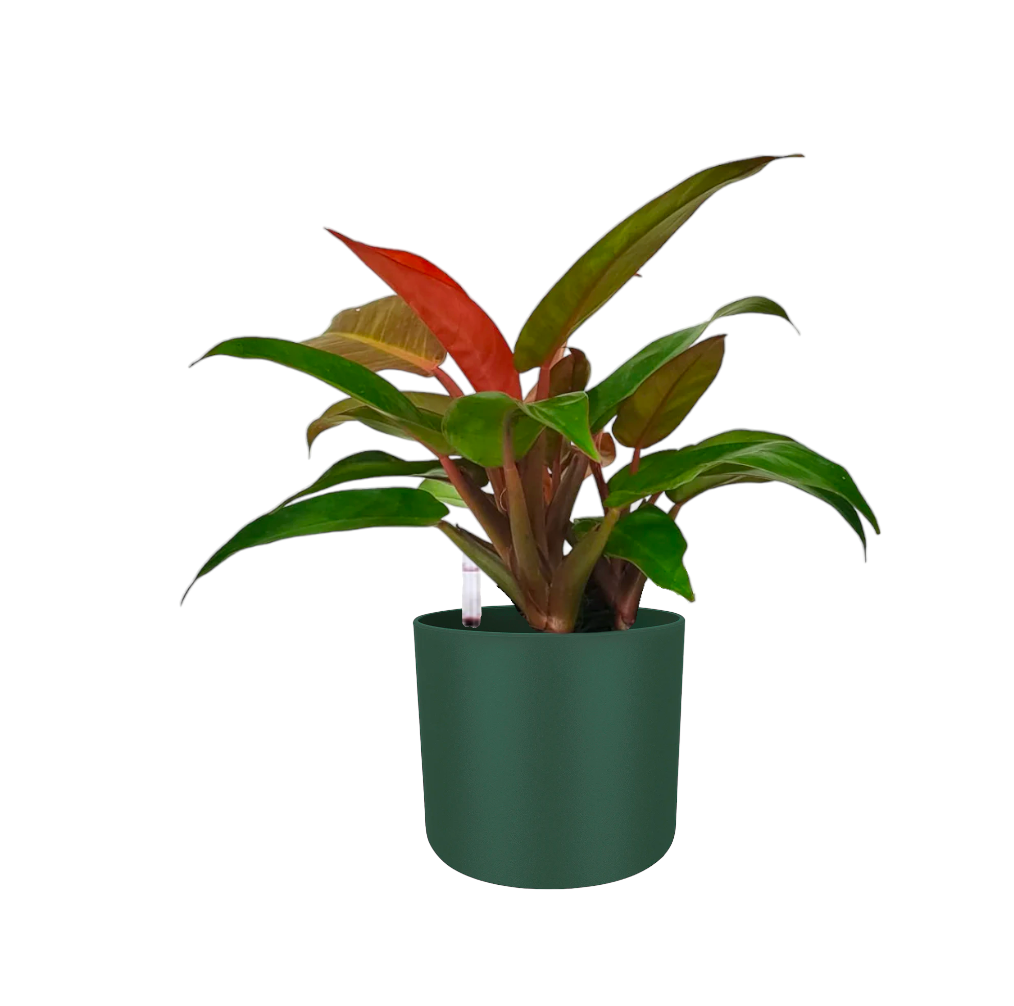 Philodendron 'Sun Red' in Leaf Green B For Soft Round 18cm (0.35m)