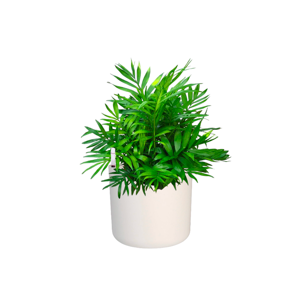 Bamboo Palm in White B. for soft round 18cm (0.45m)
