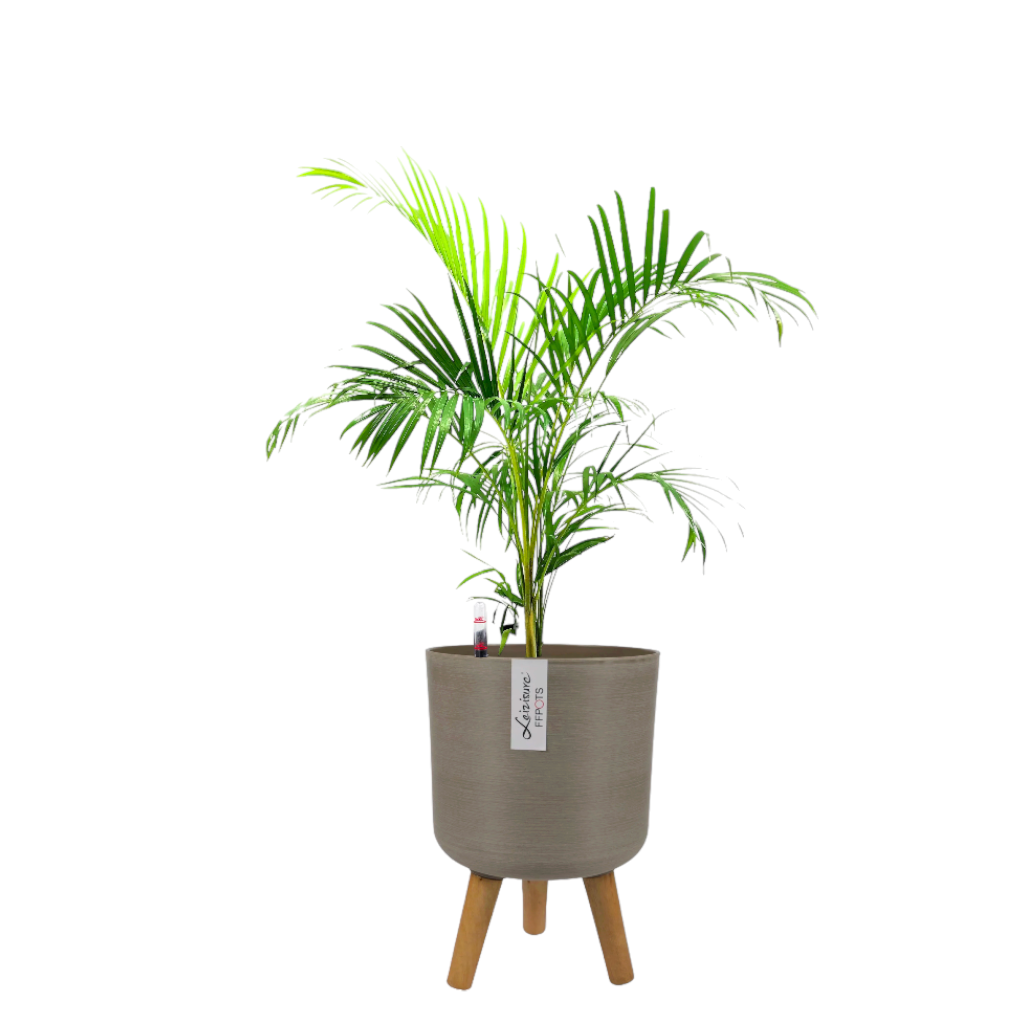 Yellow Palm in Coffee Elegante Pot With Stand