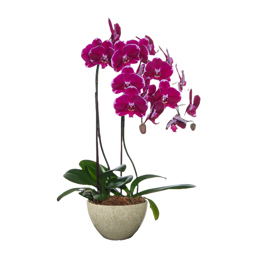 2 in 1 Phalaenopsis BNP with pot