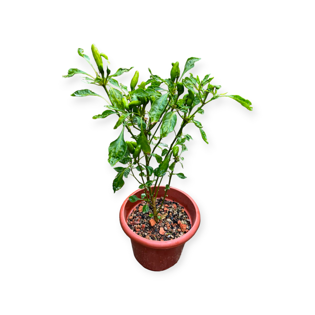 Green Chilli Plant (0.50m)