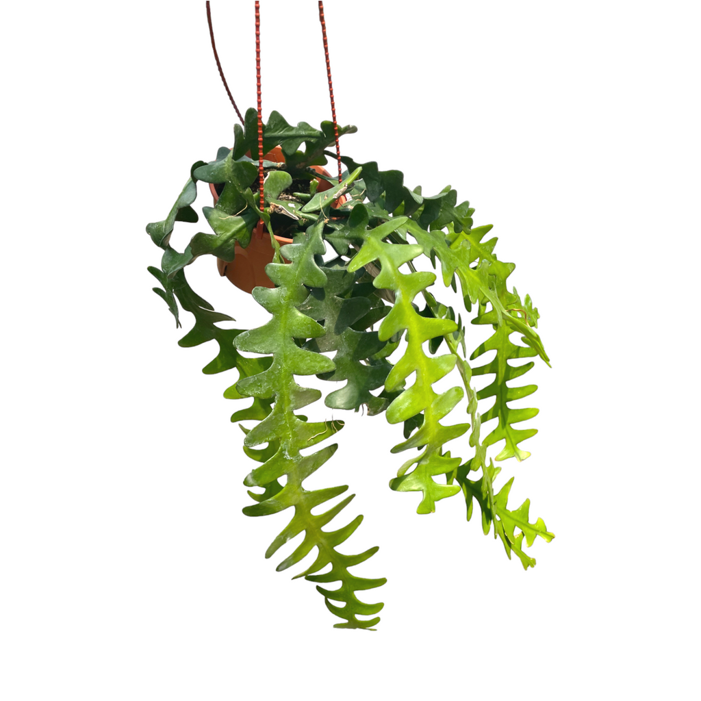 Epiphyllum anguliger, Zig Zag Cactus, Fishbone Cactus (hanging) (0.3- 0.4m)