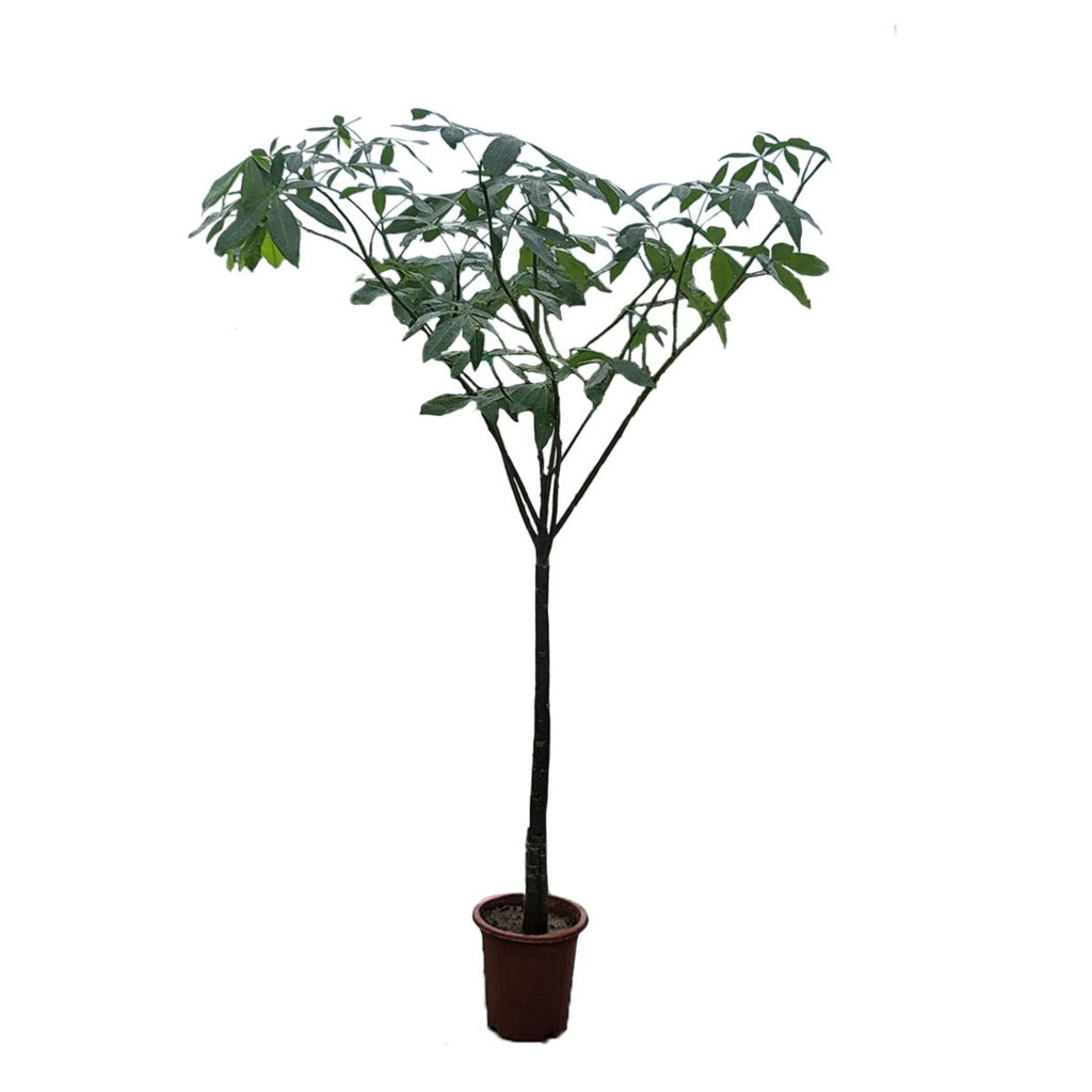 Pachira Aquatica, Money Tree Single Stem [发财树] (2m)