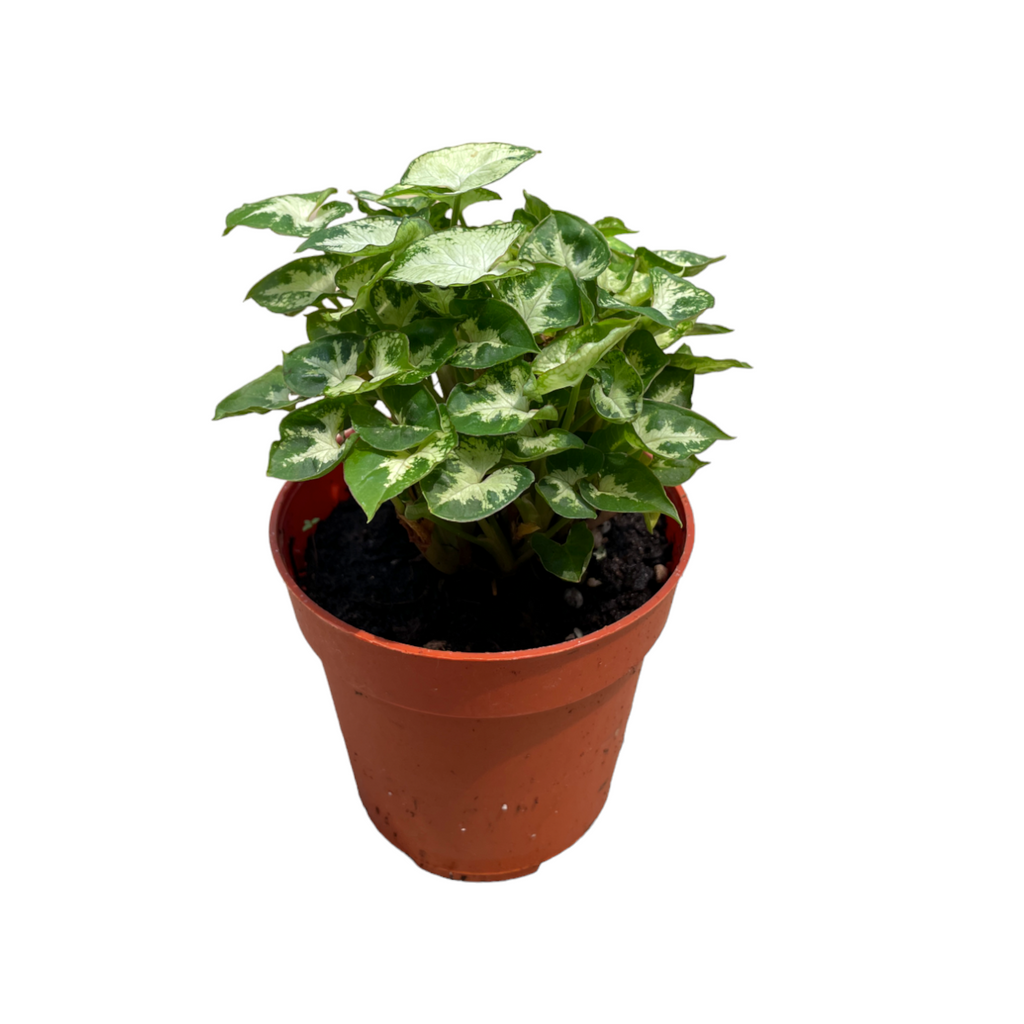 Syngonium podophyllum 'Pixie', Pixie Arrowhead plant (0.12m)