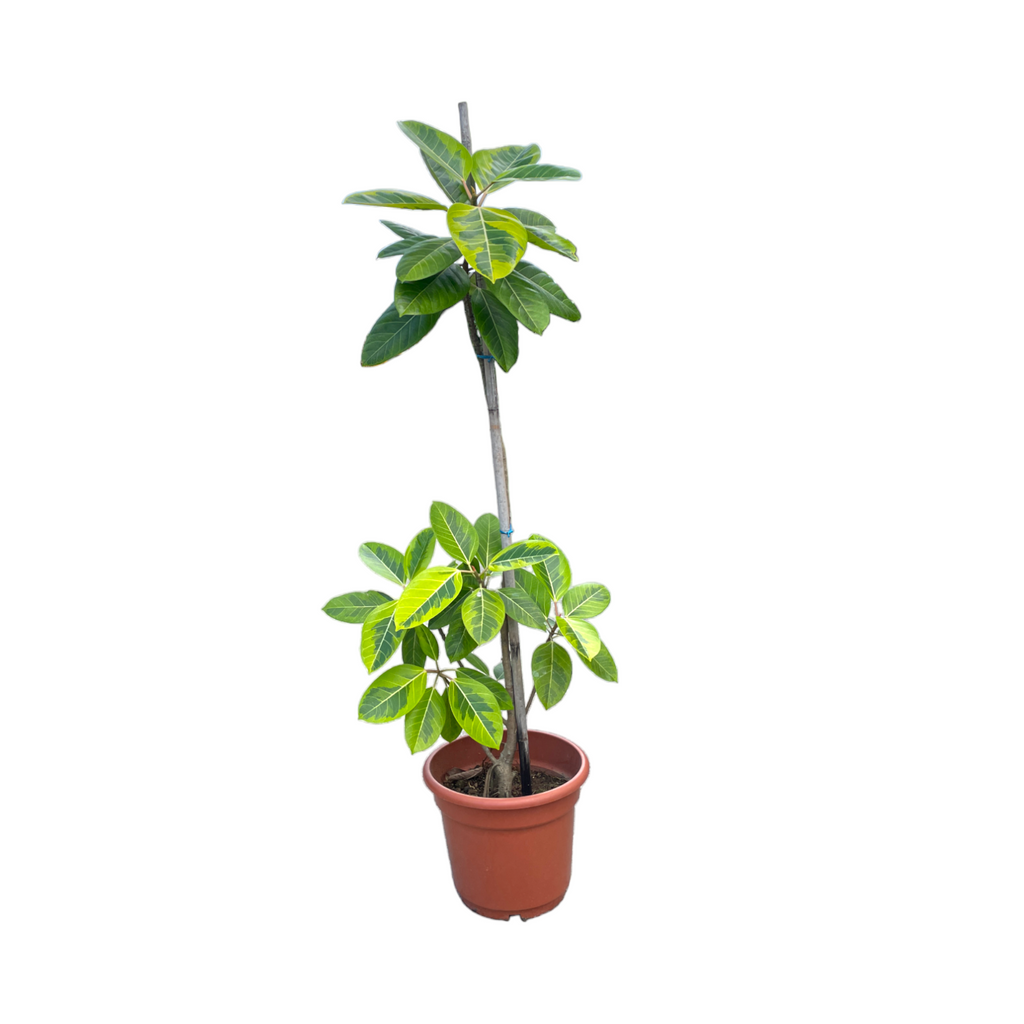 Ficus Elastica ‘Lemon Lime’, Rubber Plant (2.0m)