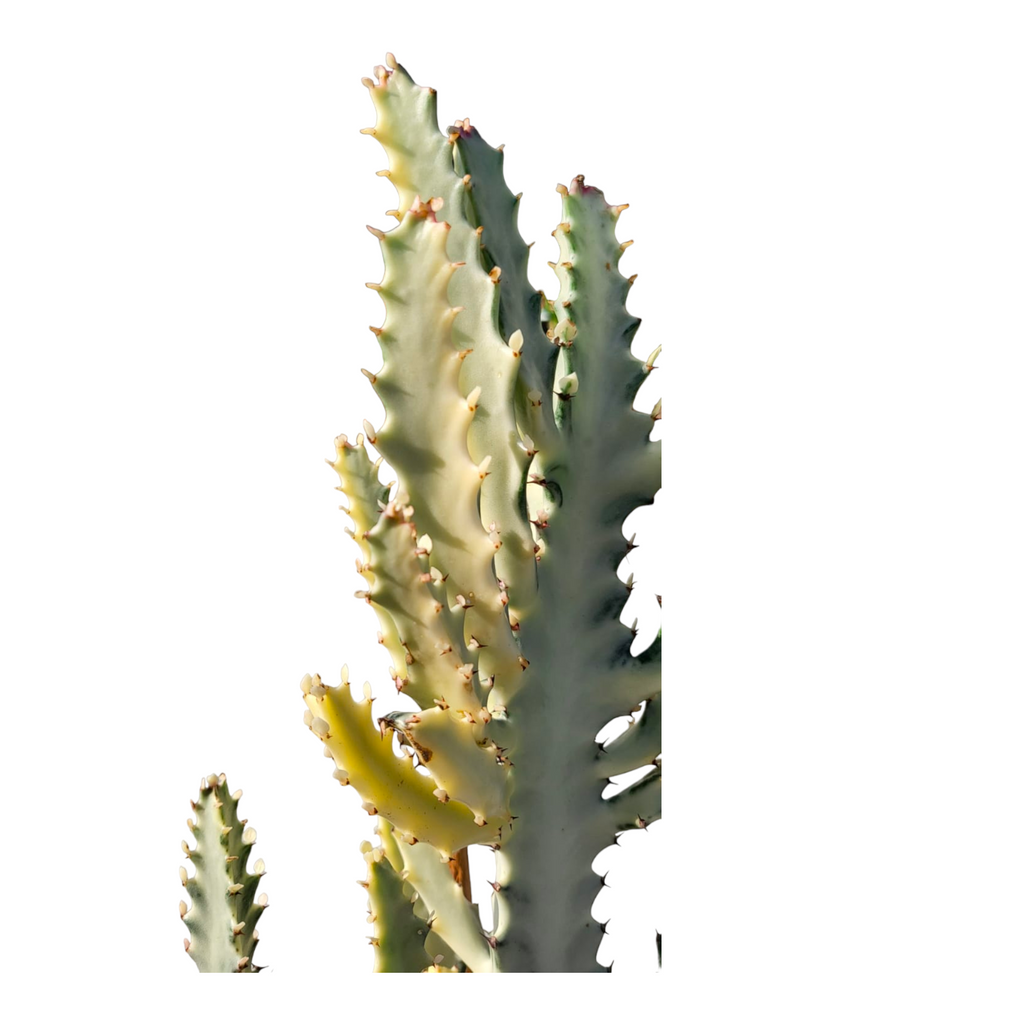 Euphorbia lactea cv. White Ghost, White Ghost Cactus (0.65m)