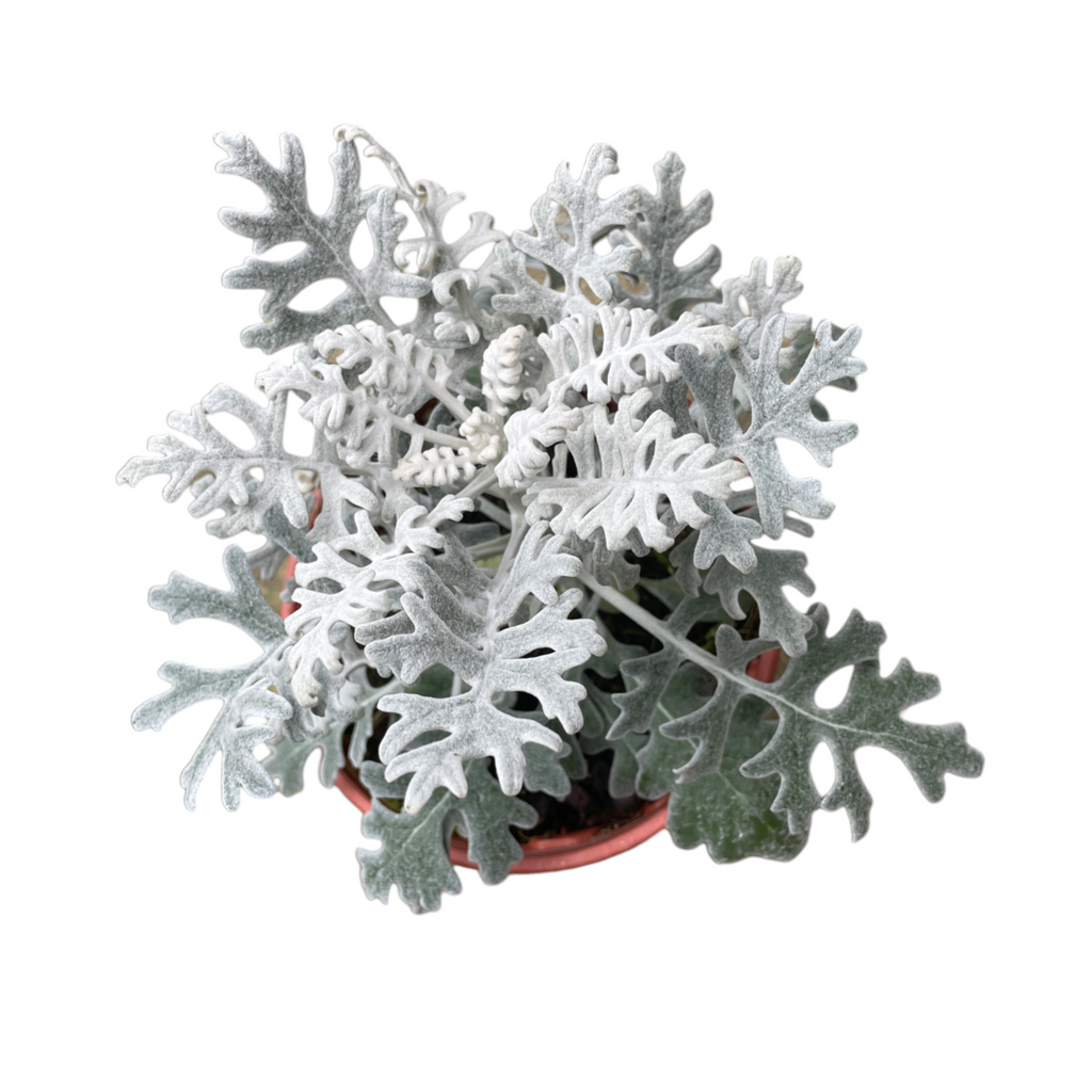 Jacobaea maritima, Senecio cineraria‚ Silver Dust, Dusty Miller (0.25m)