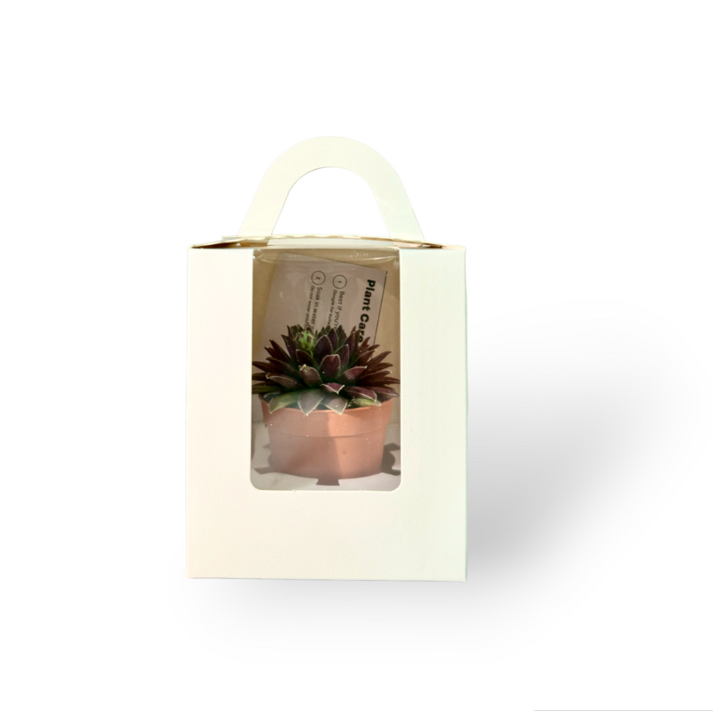 Succulent Gift Box: Succulent Delight for Events & Door Gifts