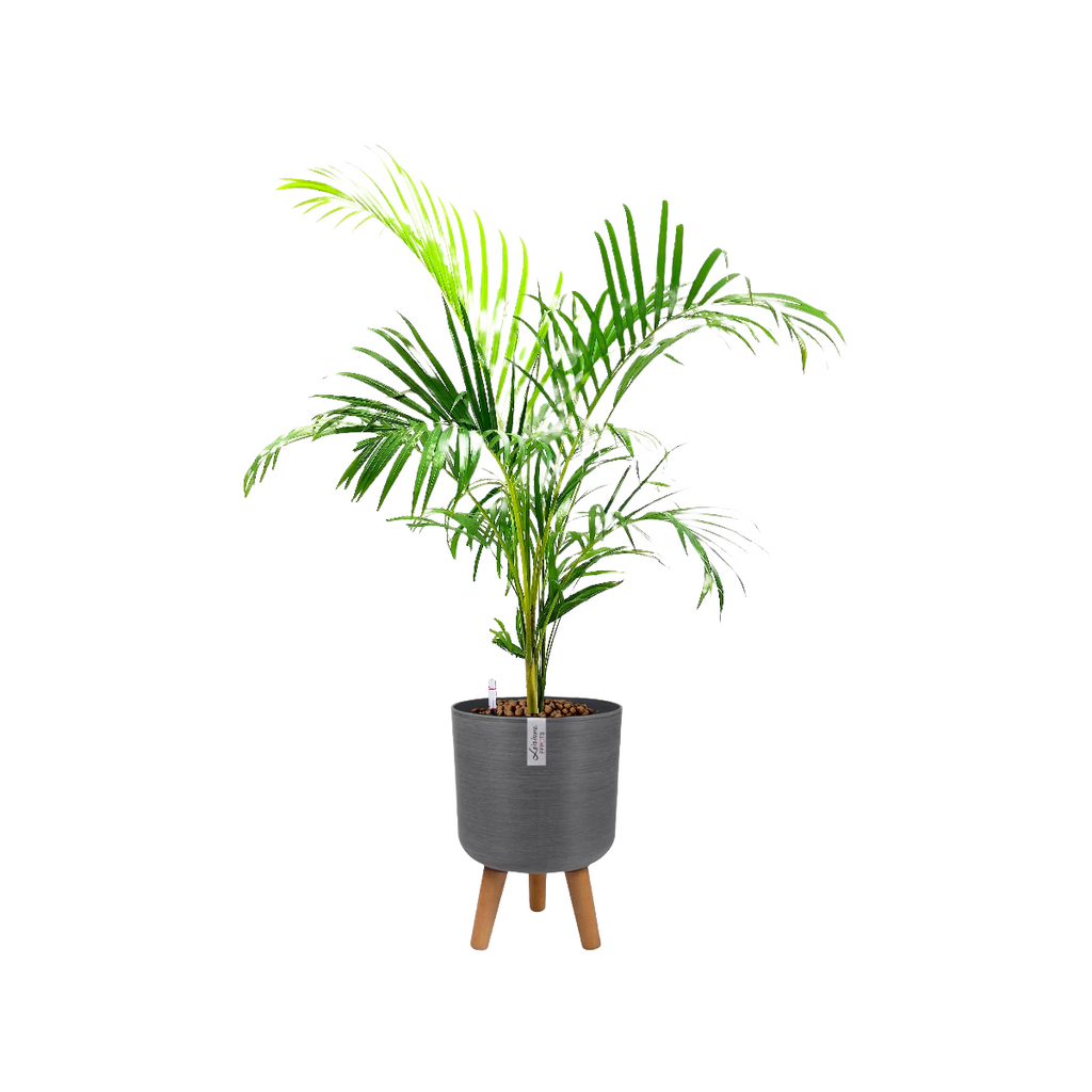 Yellow Palm in Grey Elegante Pot With Stand