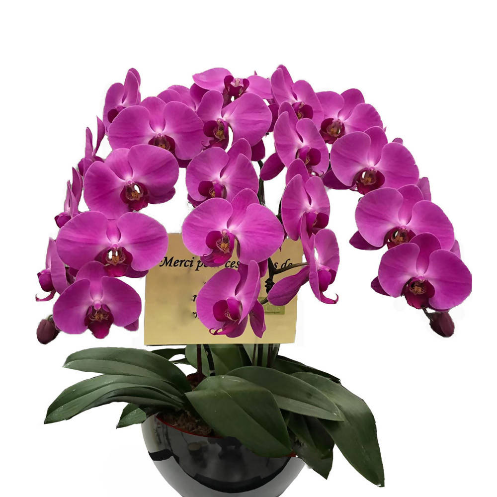 3 in 1 Phalaenopsis Purple with Ceramic pot, Moth Orchid Arrangement