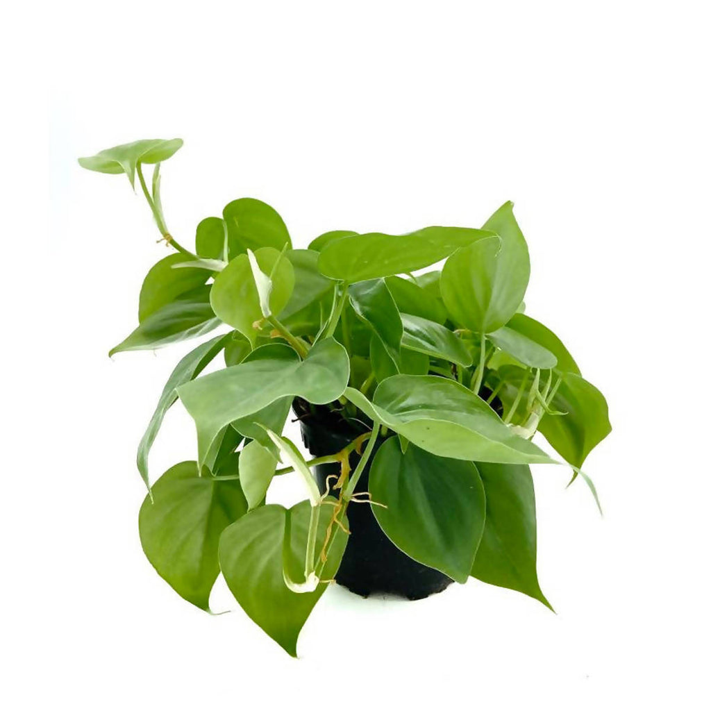 Philodendron Scandens Green (0.20m)