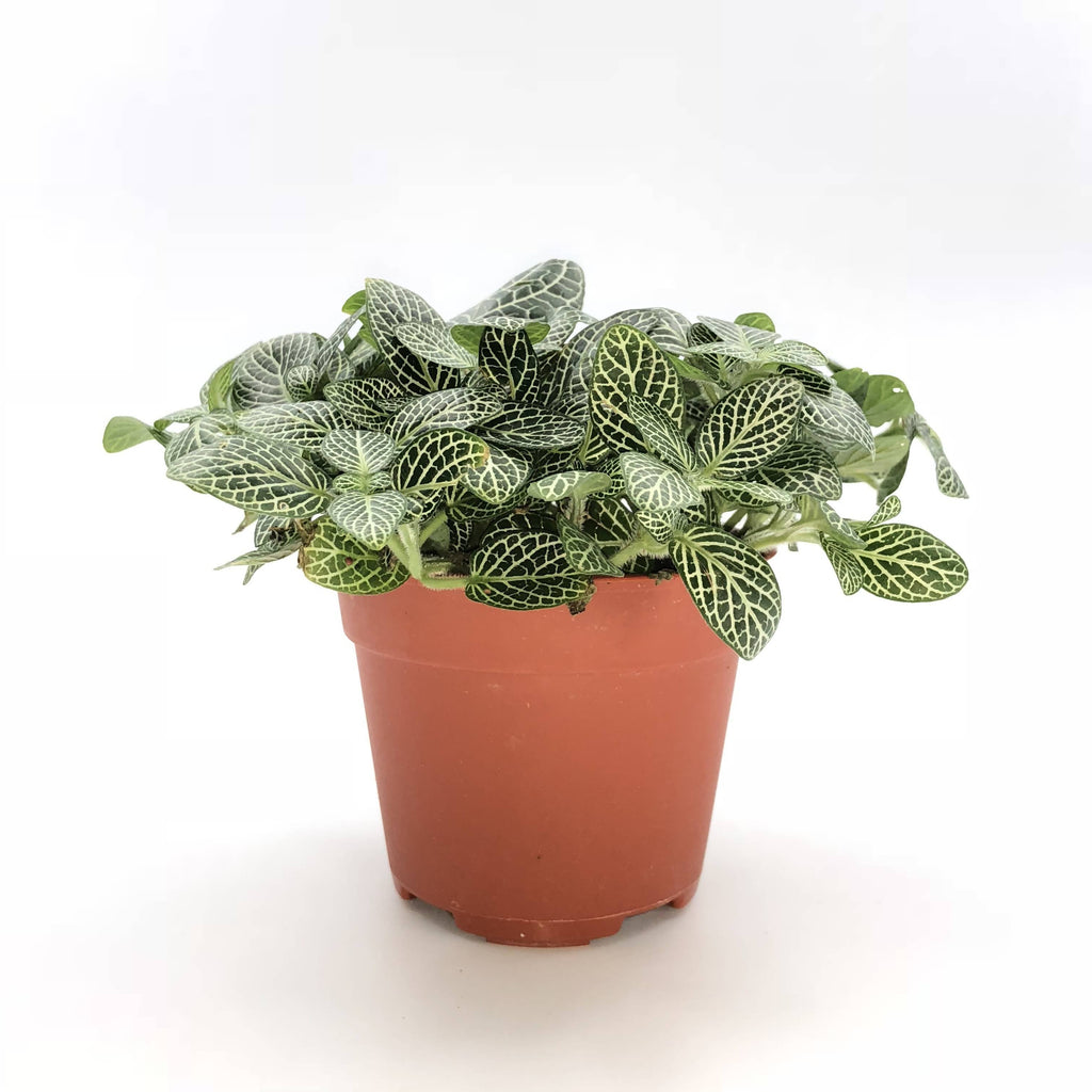 Fittonia sp., Nerve Plant (Green) (0.05m)