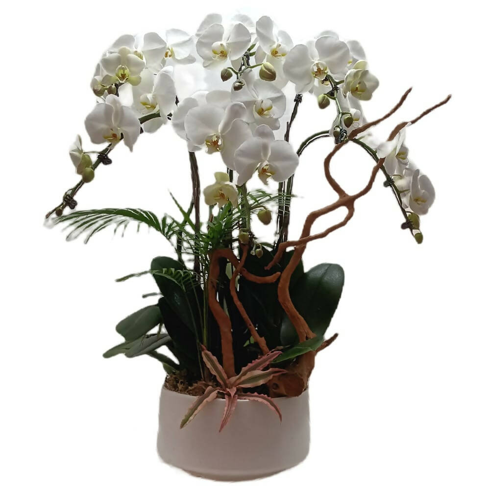 6 in 1 Phalaenopsis Arrangement with Azalea Wood in ceramic pot (0.7m)