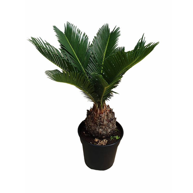 Cycas Revoluta, Sago Palm (0.40m)