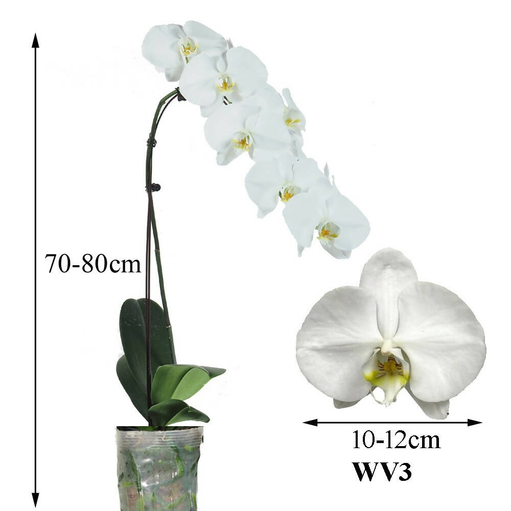 1 Phalaenopsis in 1 pot