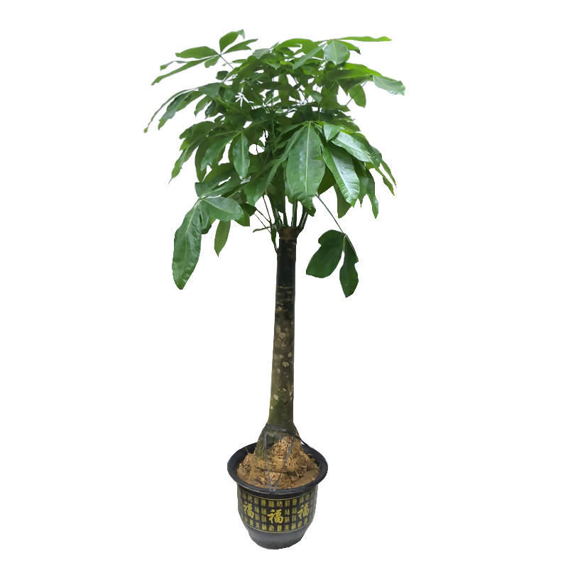 Pachira Aquatica, Single Trunk Money Bonsai Tree [发财树] (1.4m)