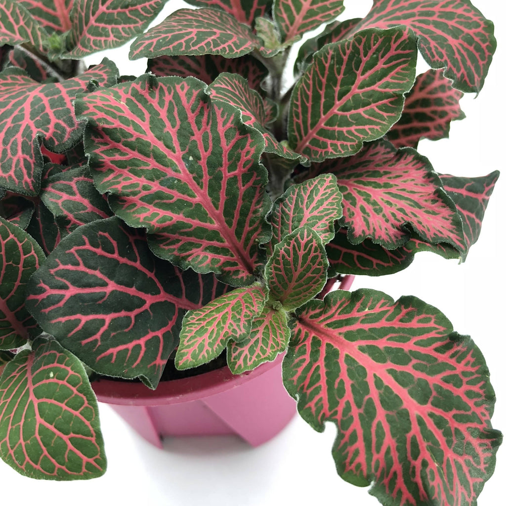 Fittonia sp., Nerve Plant (Red) (0.05m)