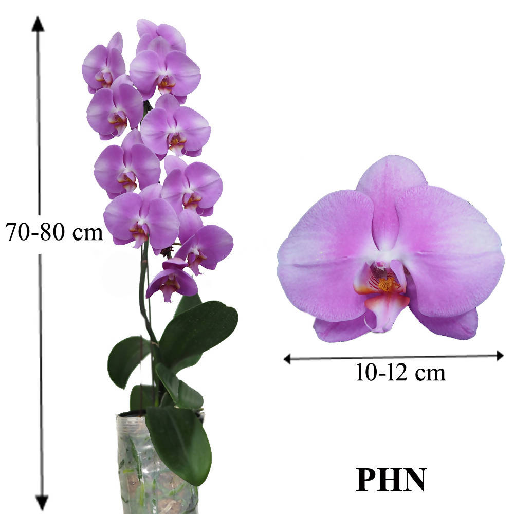 Phalaenopsis Pink PHN (0.7m)
