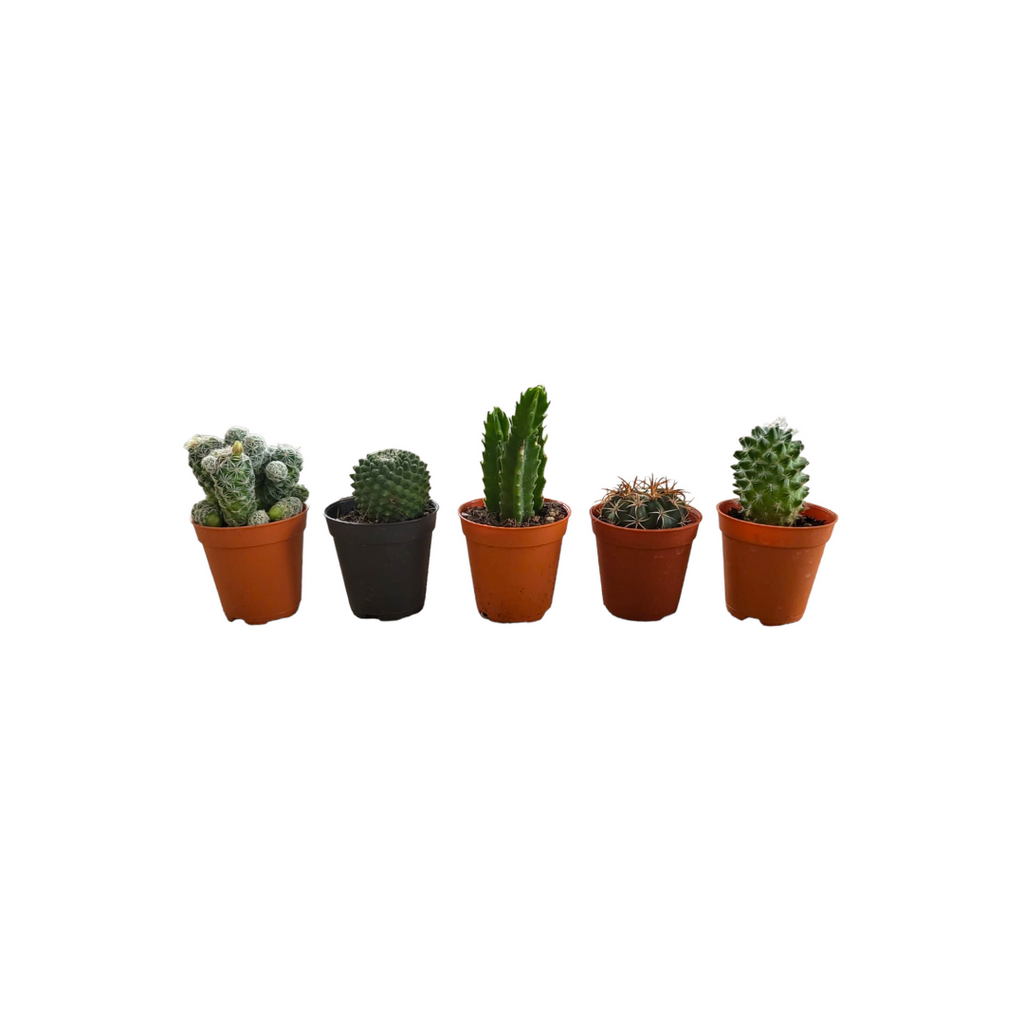 Assorted Cactus (0.06m-0.1m)