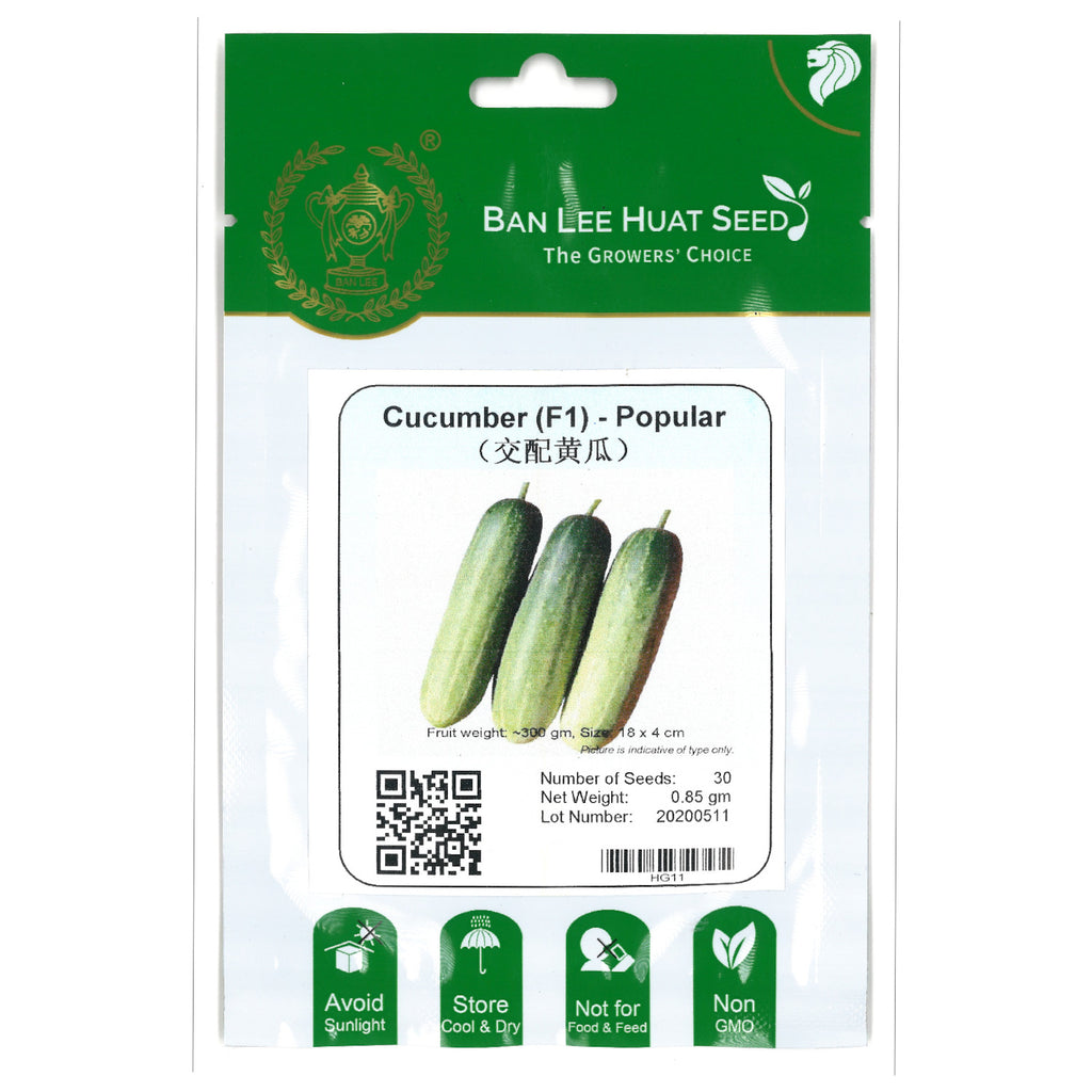 BAN LEE HUAT Seed HG11 Cucumber F1 - Popular