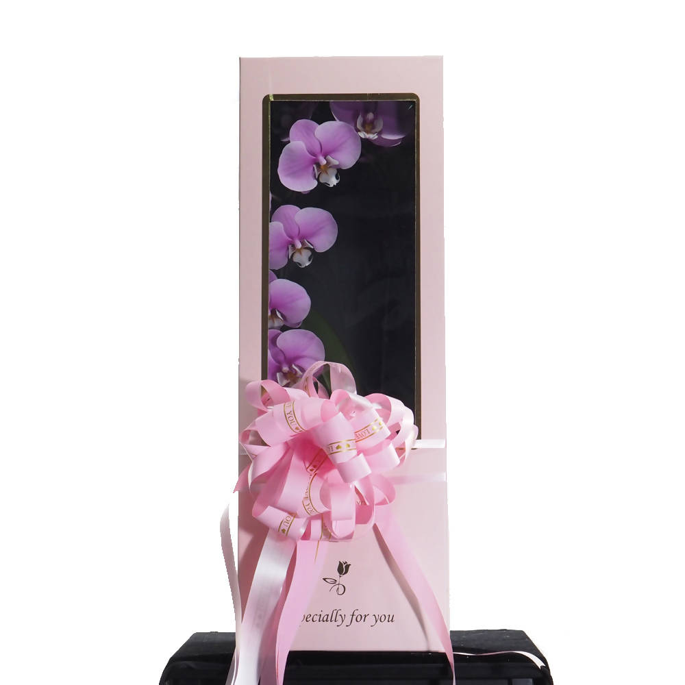 Phalaenopsis Gift Box D