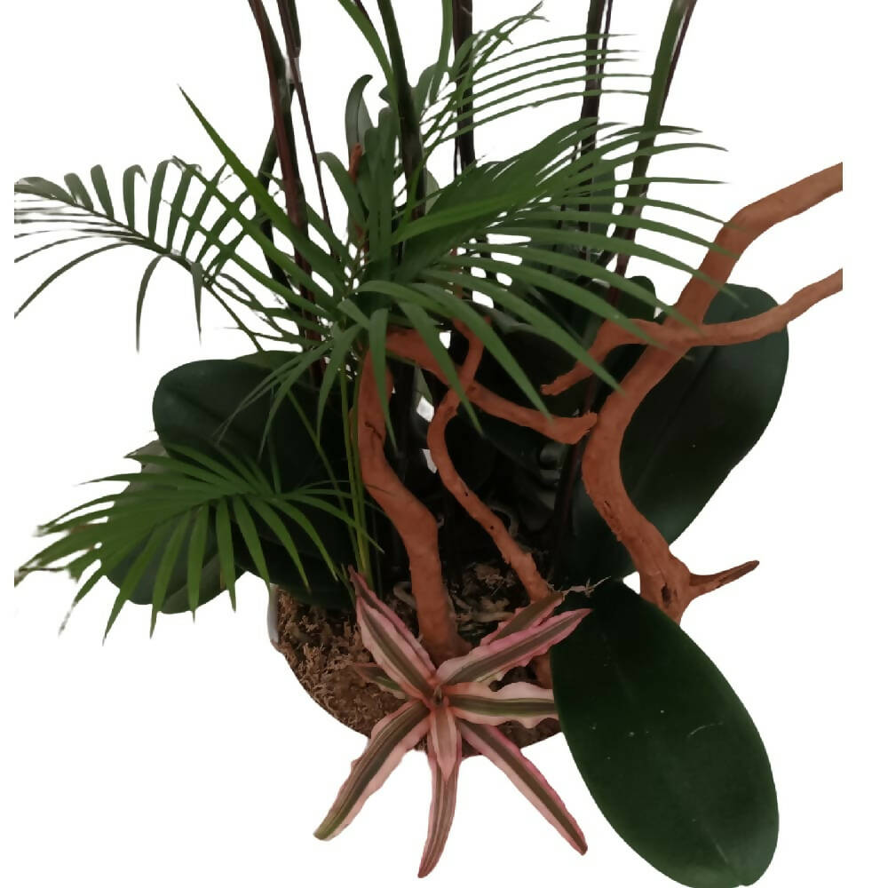 6 in 1 Phalaenopsis Arrangement with Azalea Wood in ceramic pot (0.7m)