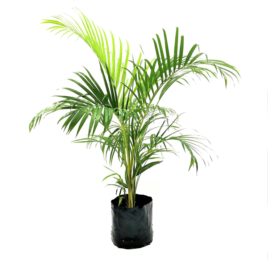 Dypsis lutescens, Yellow Palm in Bag (1.0m)
