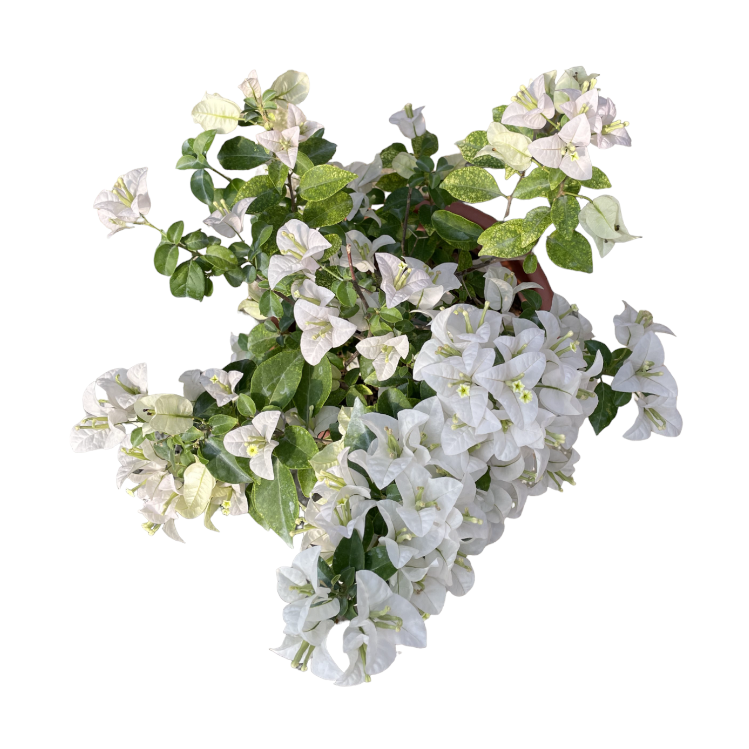 Bougainvillea, White Flower (0.65m)