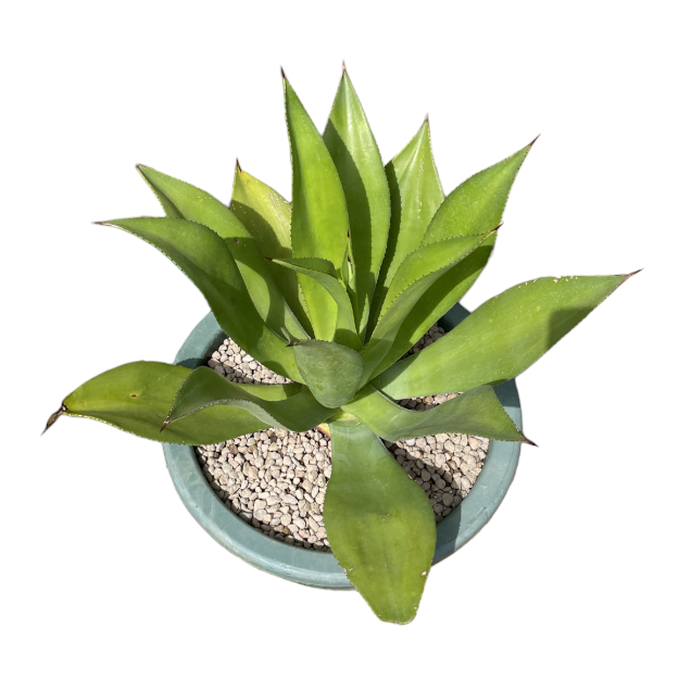 Agave (0.6m)