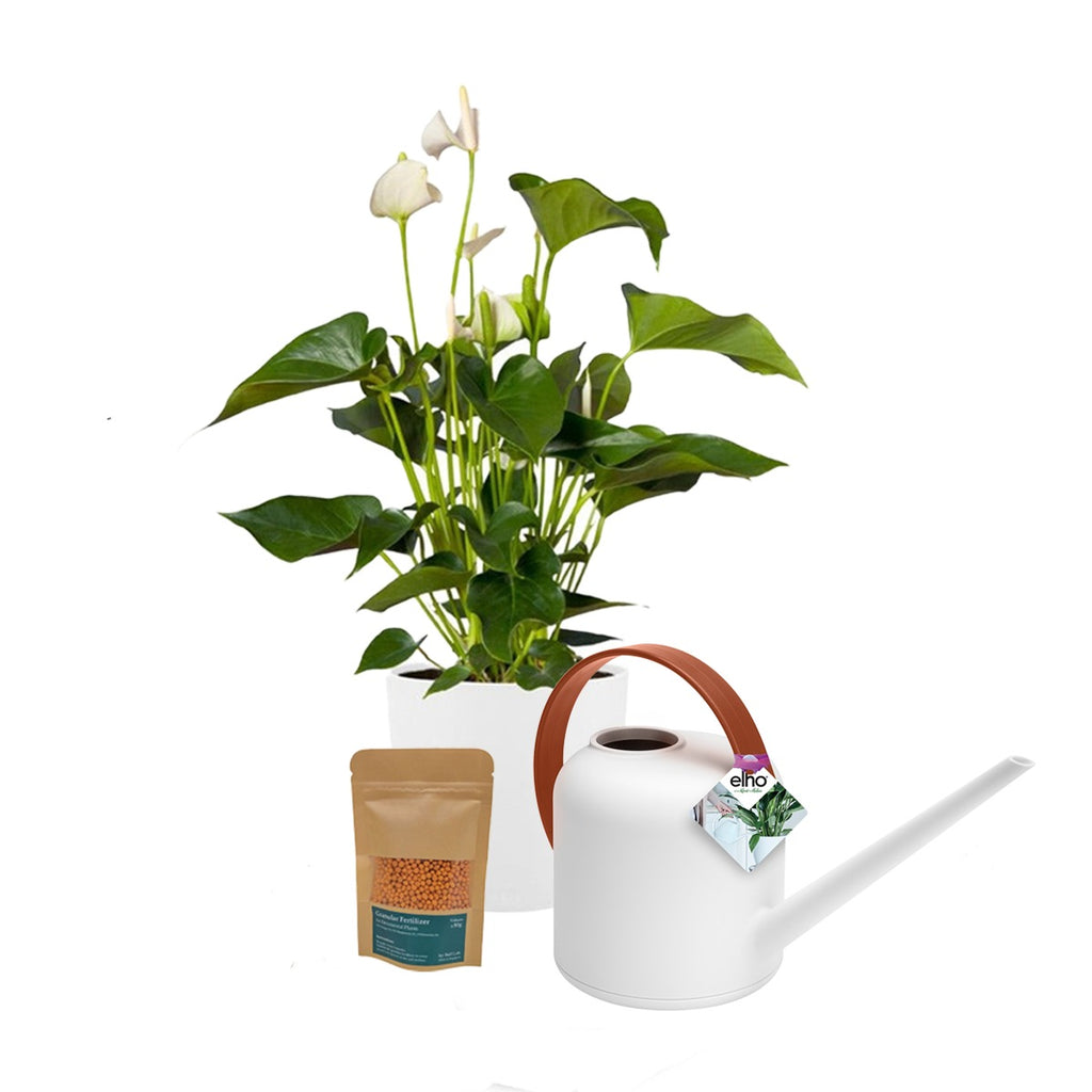 Peace Lily in White Brussels Round 14cm Set (0.3m)